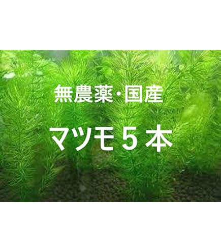 Amazon.co.jp: （水草）（国産） マツモ まつも 無農薬 10～20cm（3本